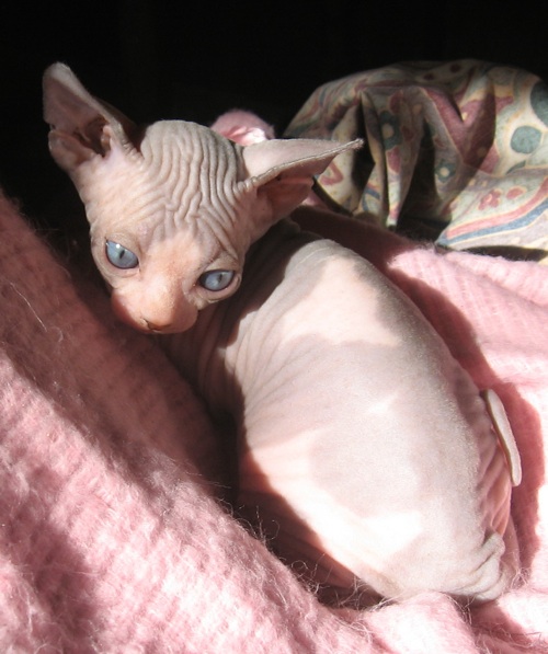 female sphynx kitten available